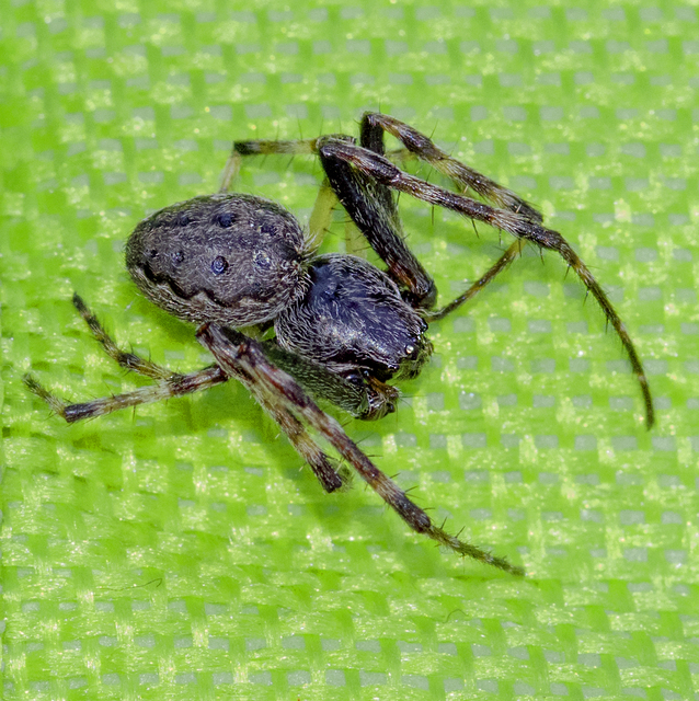 Nuctenea umbratica - közönséges rés-keresztespók