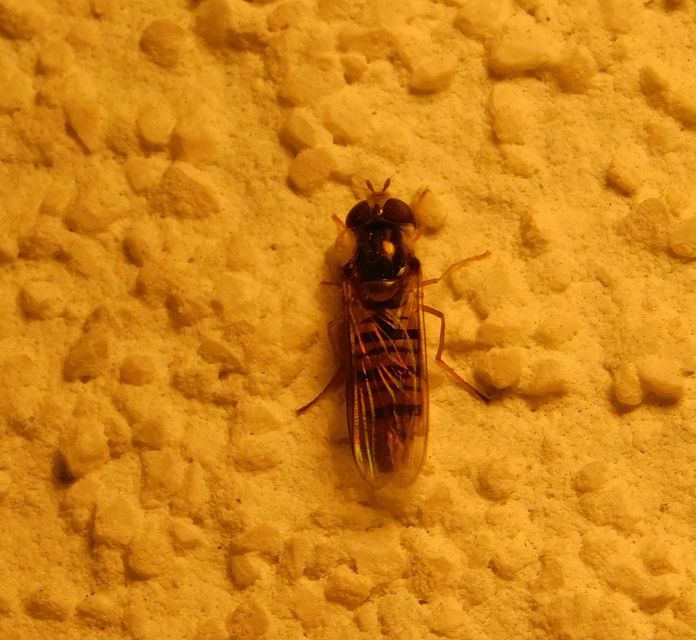 Episyrphus balteatus - ékfoltos zengőlégy