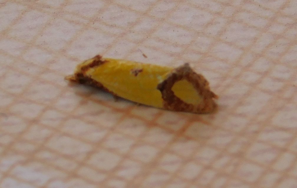 Agapeta zoegana - barnacsíkos sárgamoly