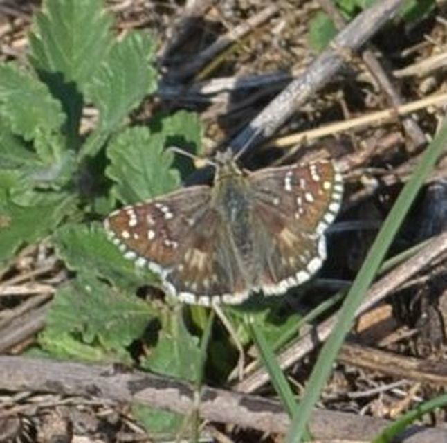 Pyrgus armoricanus - feles busalepke