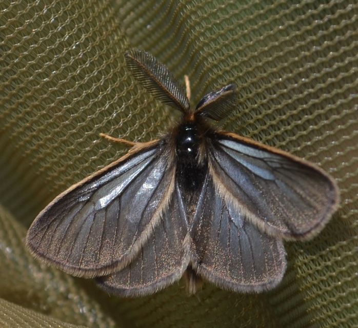 Pentophera morio - réti gyapjaslepke