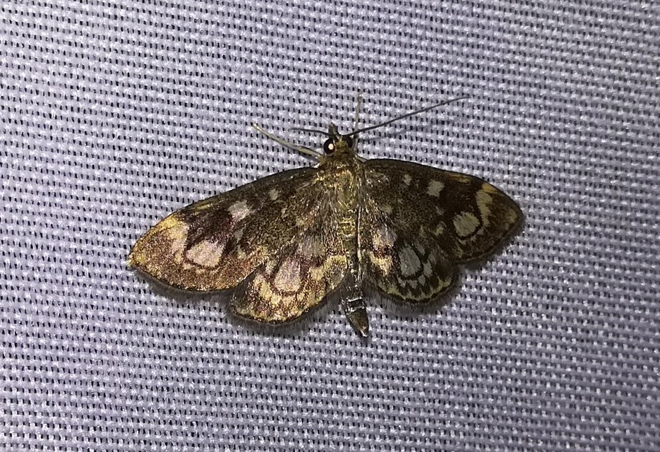 Anania coronata - koronás dudvamoly