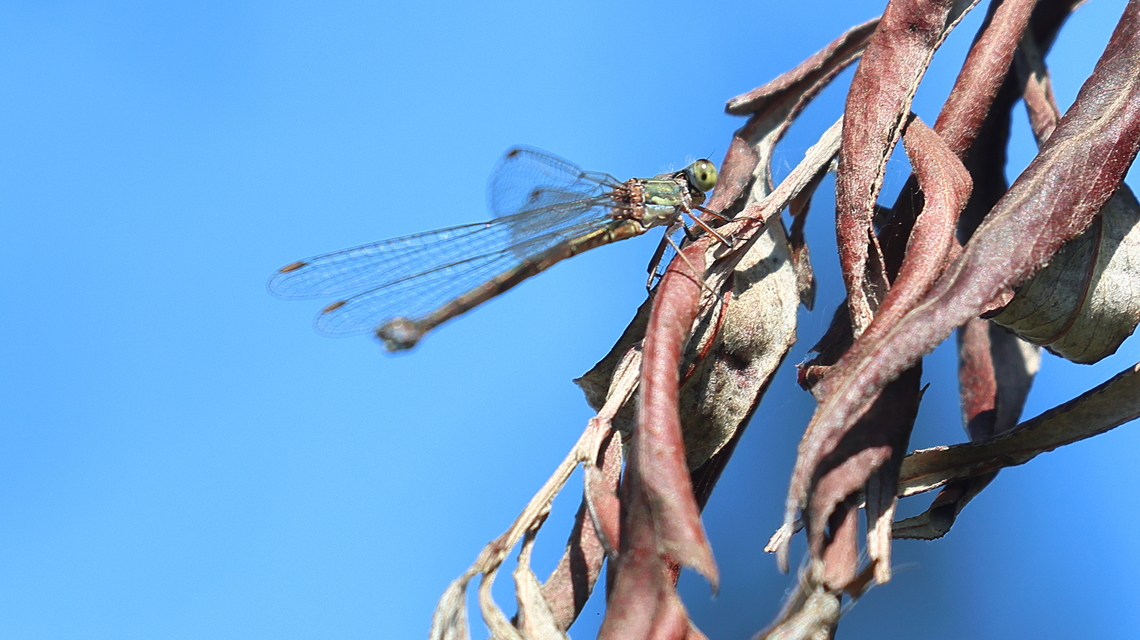 Chalcolestes viridis/parvidens