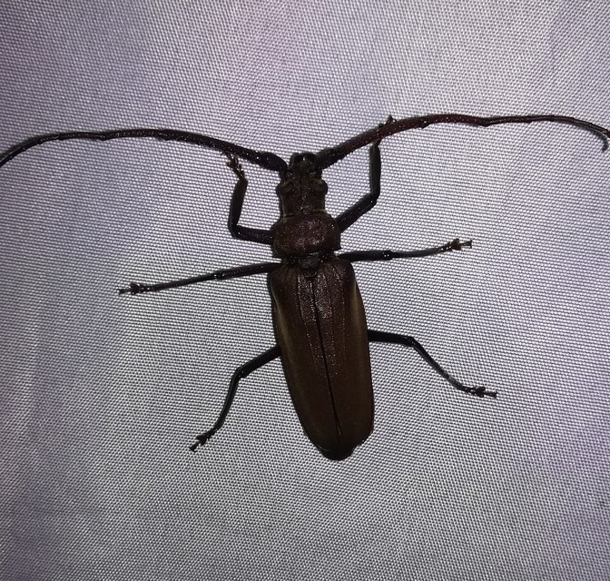 Aegosoma scabricorne - diófacincér