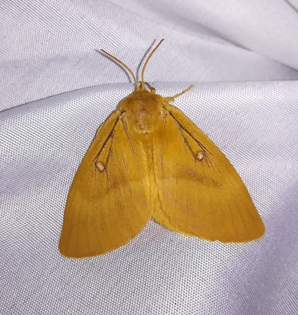 Lasiocampa quercus - tölgyfaszövő