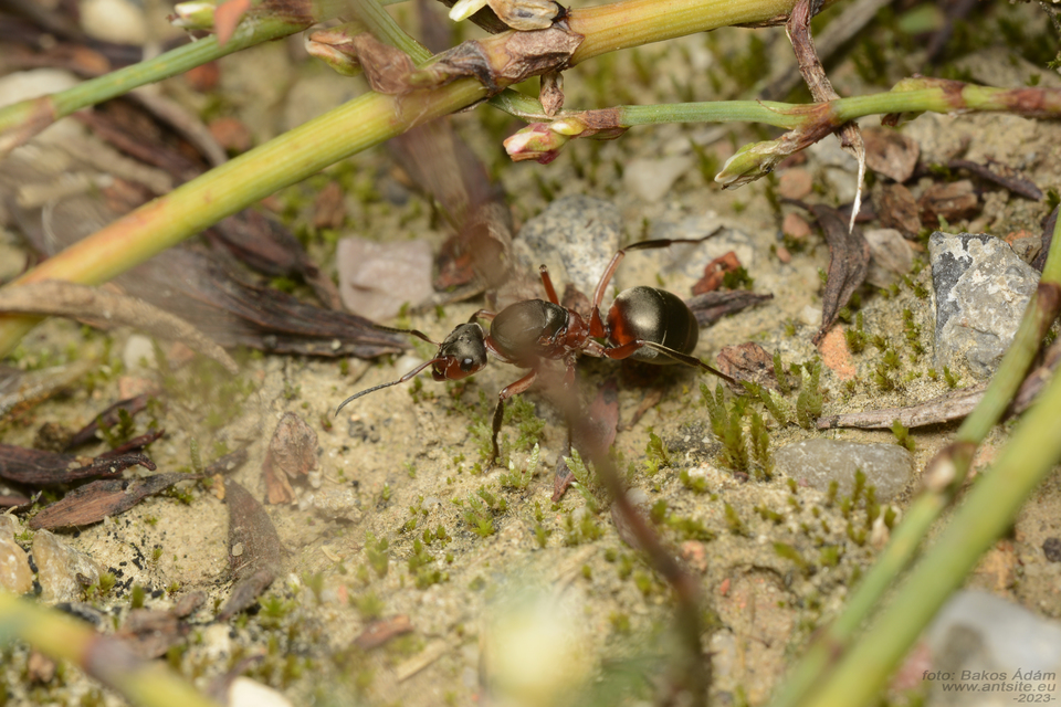 Formica pratensis - réti vöröshangya