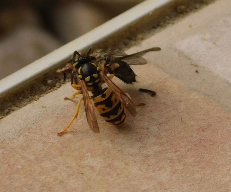 Vespula