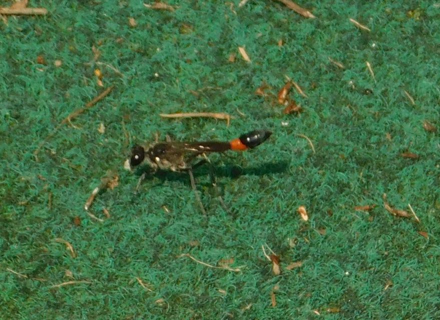Ammophila