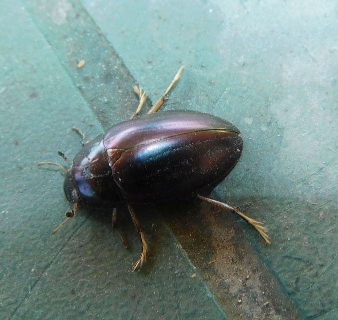Hydrochara flavipes - sárgalábú csibor