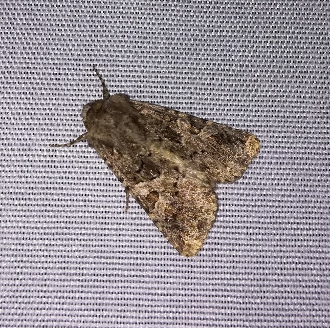 Hadena bicruris/capsincola