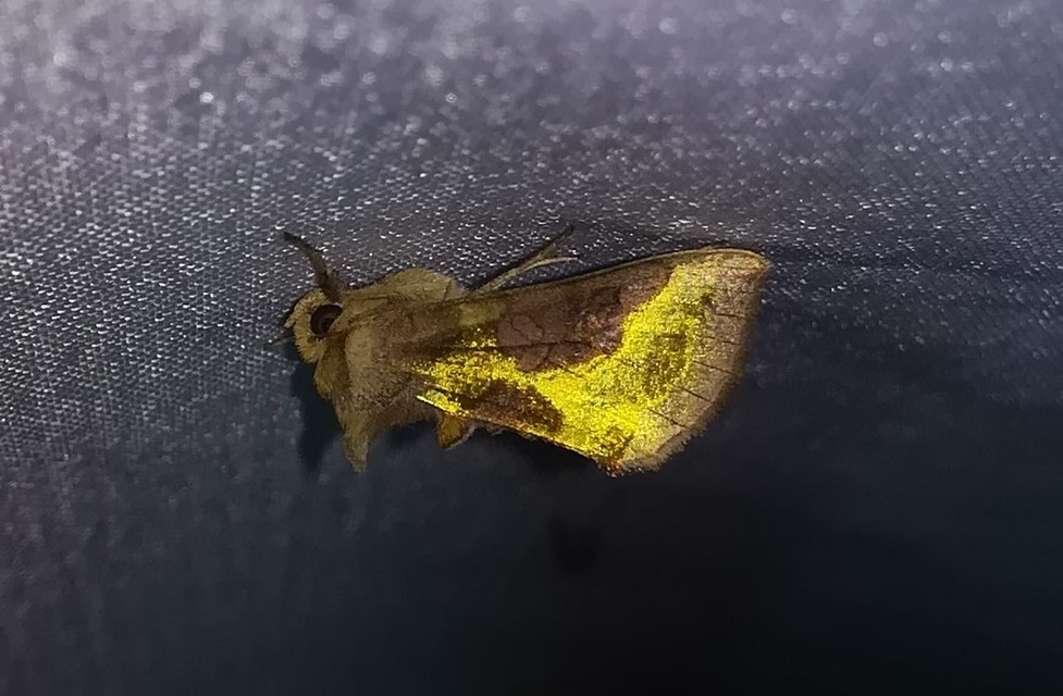 Diachrysia stenochrysis - rejtőző aranybagoly