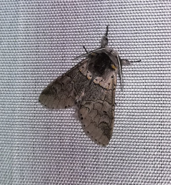 Furcula furcula - szürke púposszövő