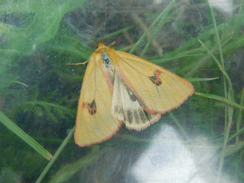 Diacrisia sannio - vörösszélű medvelepke
