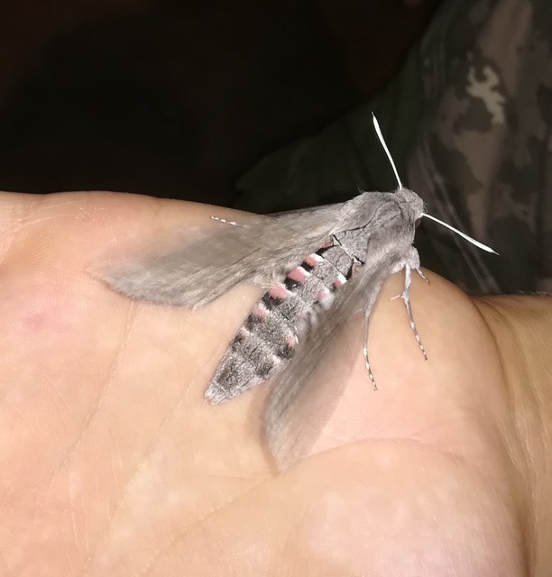 Agrius convolvuli - szulákszender