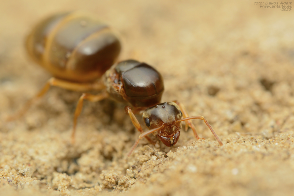 Lasius myops - ligeti borostyánhangya