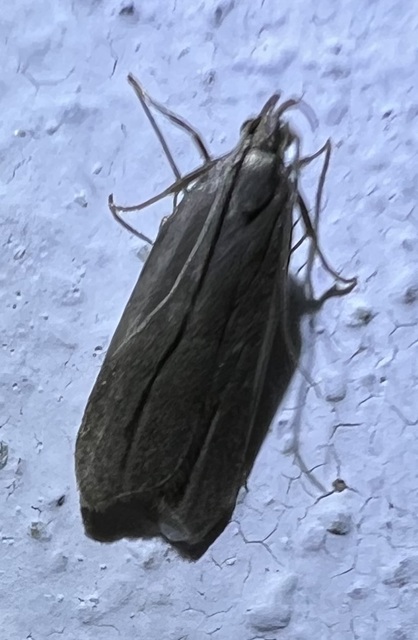 Acompsia