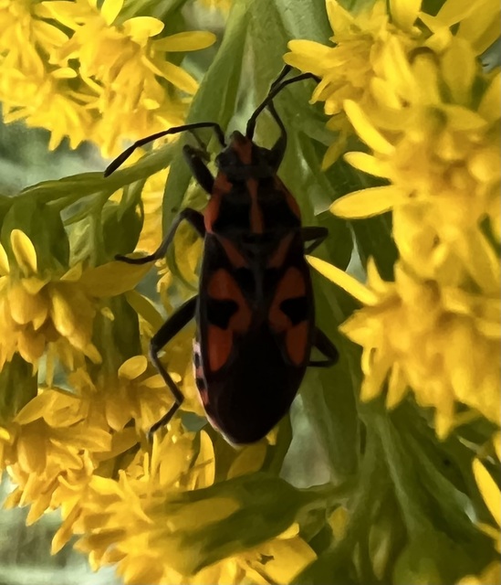 Spilostethus saxatilis - virágbodobács