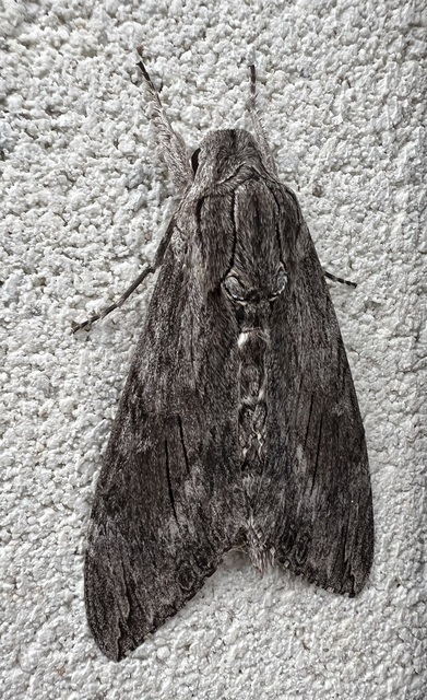 Agrius convolvuli - szulákszender