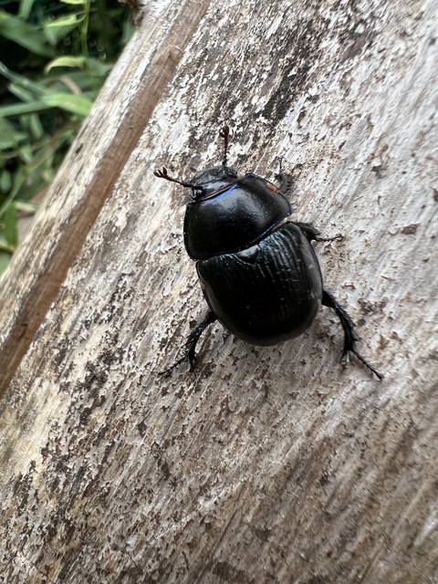 Anoplotrupes stercorosus - erdei álganéjtúró