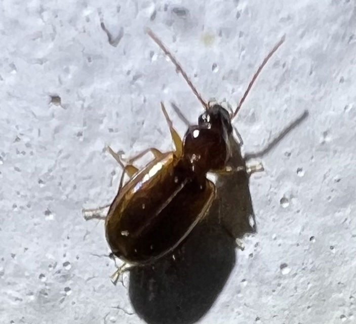 Trechus quadristriatus - közönséges fürgefutonc