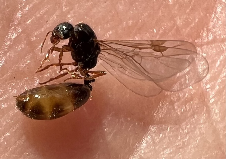 Solenopsis fugax - tolvajhangya