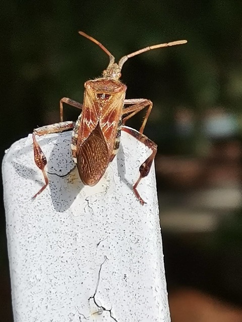 Leptoglossus occidentalis - nyugati levéllábú poloska