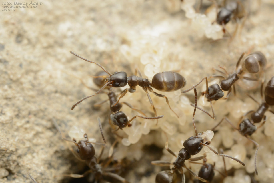 Tapinoma subboreale - ligeti kóborhangya