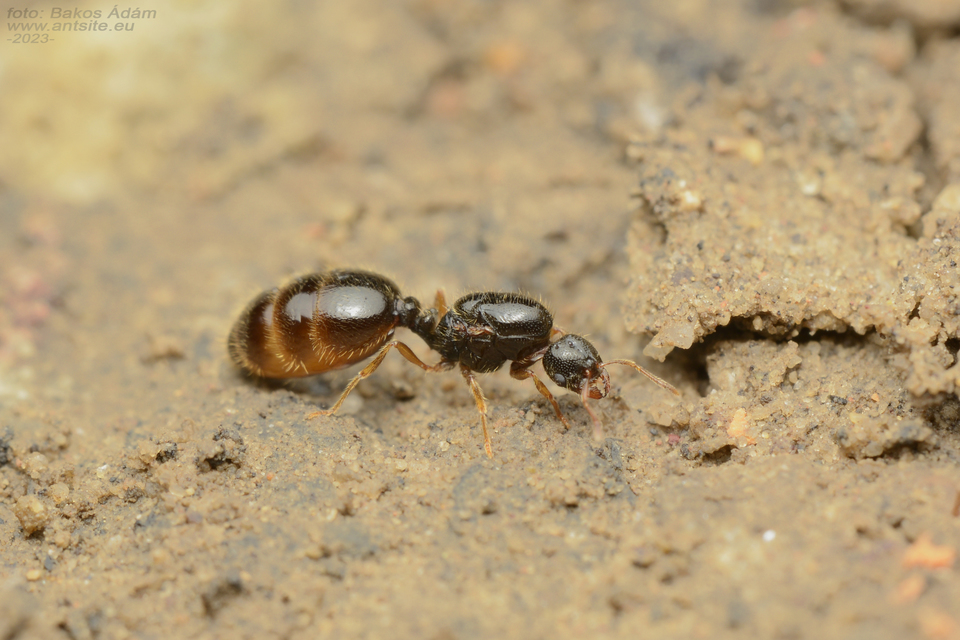 Solenopsis fugax - tolvajhangya