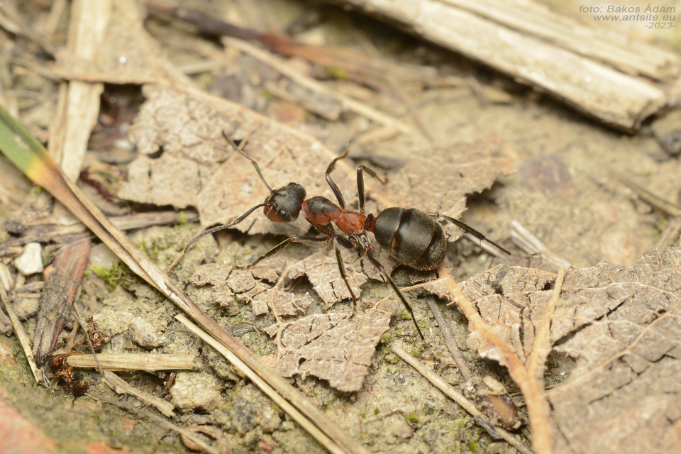 Formica pratensis - réti vöröshangya