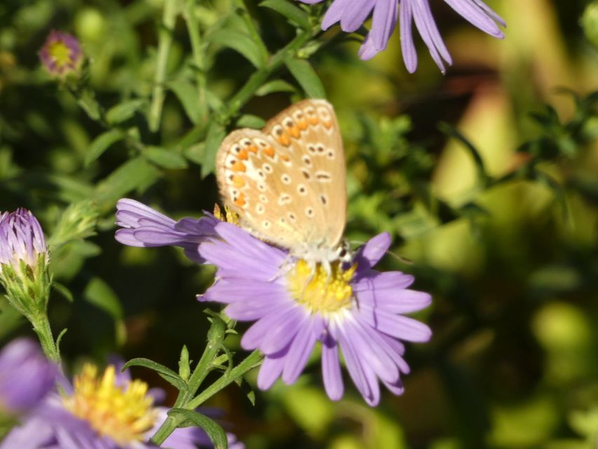 Polyommatus icarus - közönséges boglárka