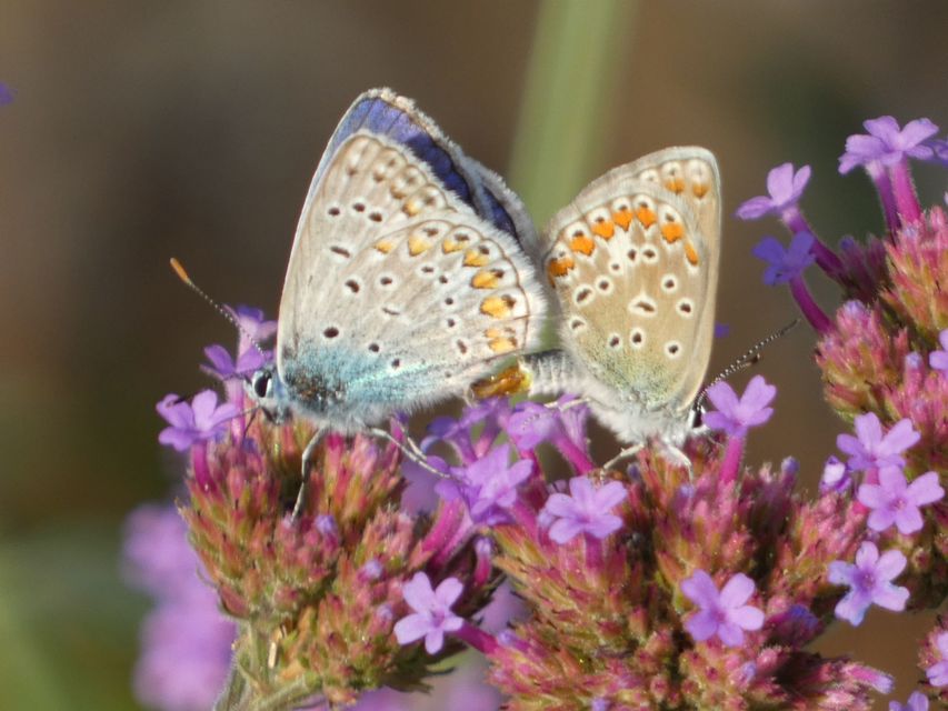 Polyommatus icarus - közönséges boglárka