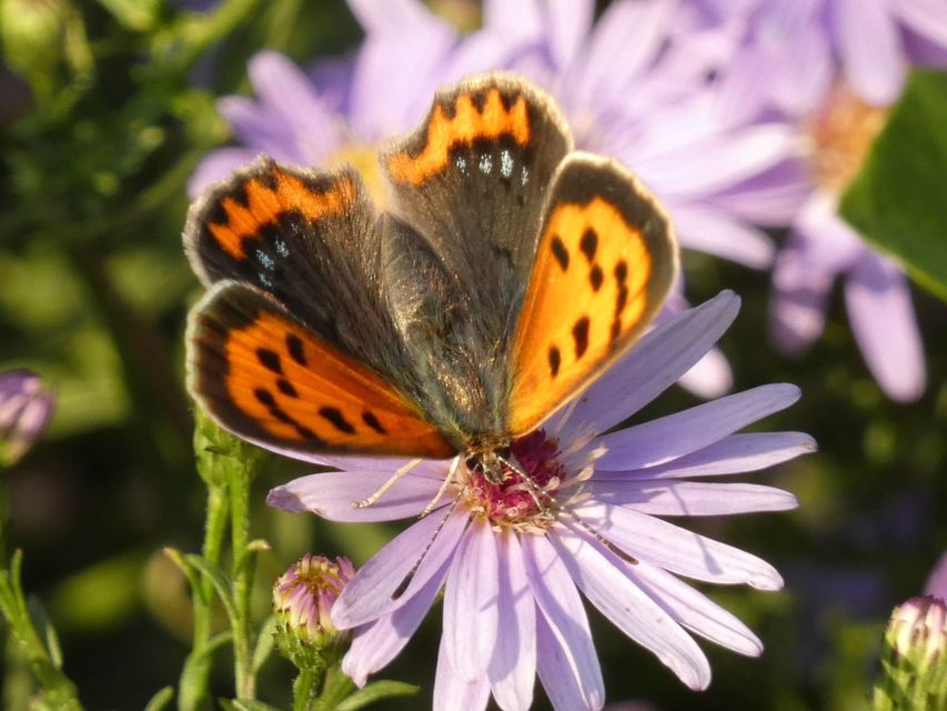 Lycaena phlaeas - közönséges tűzlepke