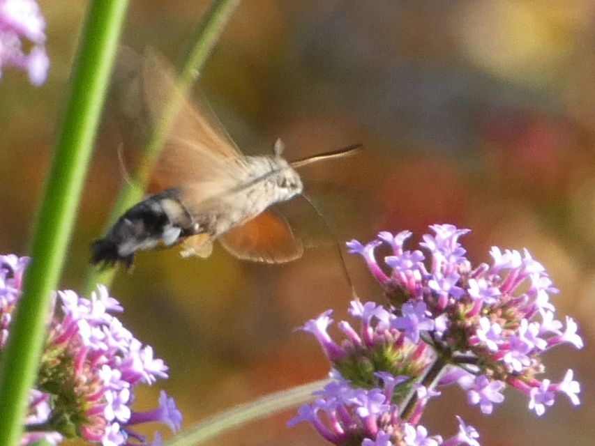 Macroglossum stellatarum - kacsafarkú szender