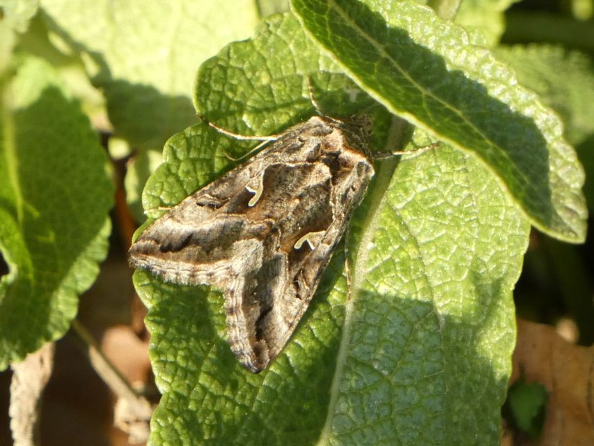 Autographa gamma - gammalepke
