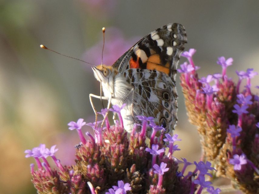 Vanessa cardui - bogáncslepke