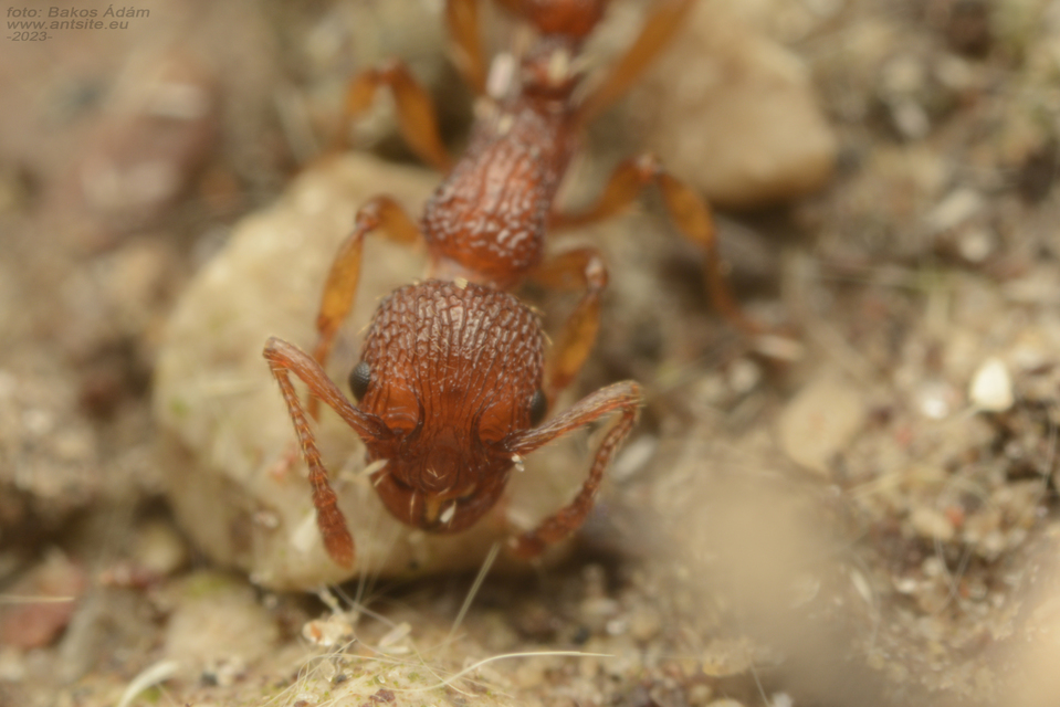 Myrmica sabuleti - gyakori bütyköshangya