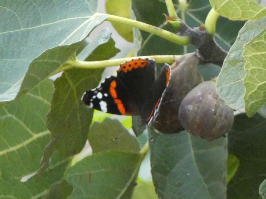Vanessa atalanta - atalantalepke