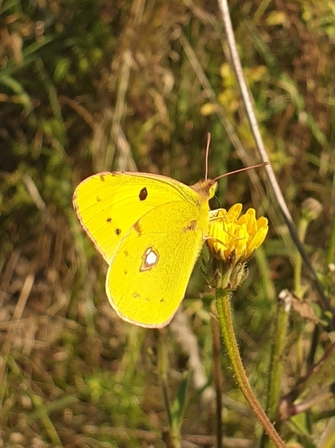 Colias erate - csángó-kéneslepke