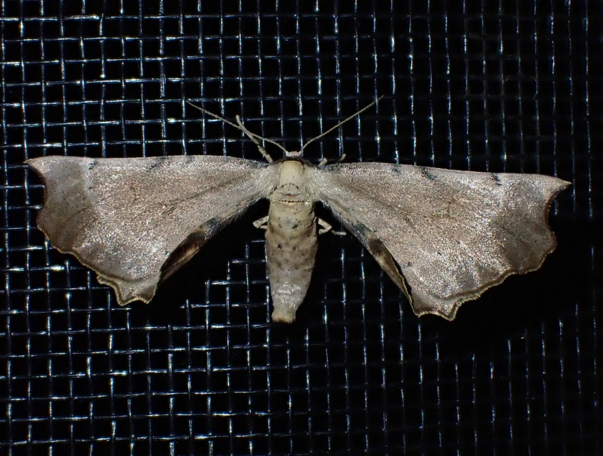 Artiora evonymaria - kecskerágó-araszoló