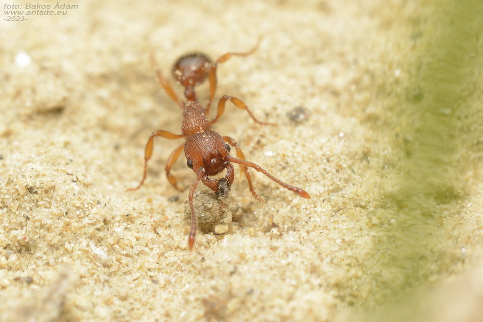 Myrmica specioides - pusztai bütyköshangya