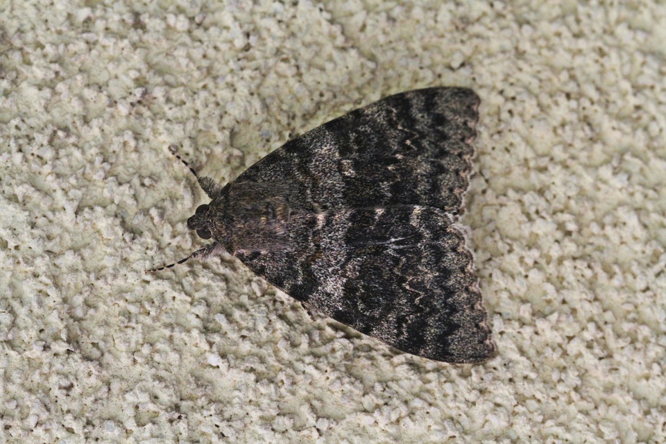 Catocala elocata - közönséges övesbagoly