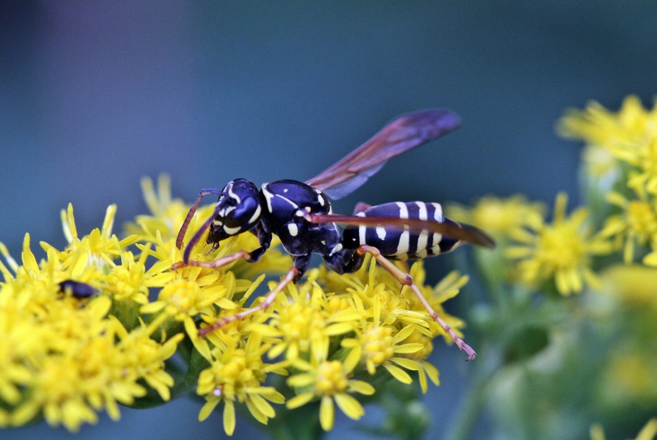 Hymenoptera - Hártyásszárnyúak