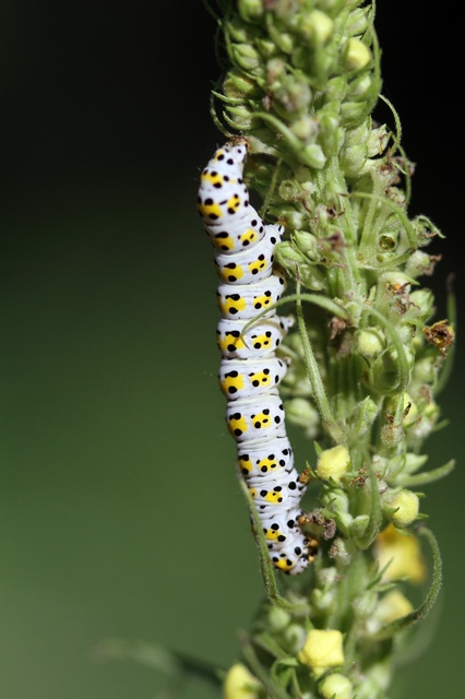 Macrolepidoptera - Nagylepkék