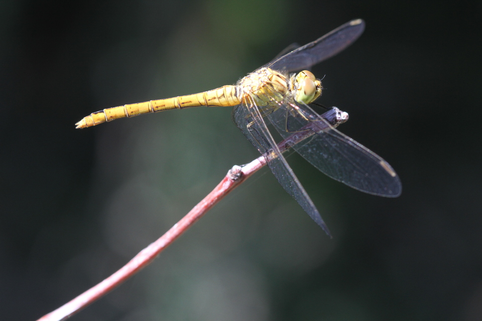 Sympetrum meridionale - fakó katona-szitakötő