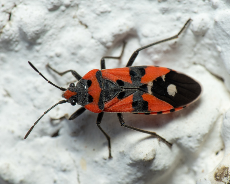 Lygaeus equestris/simulans