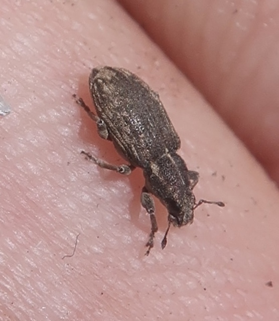 Sitona callosus - szempillás csipkézőbogár