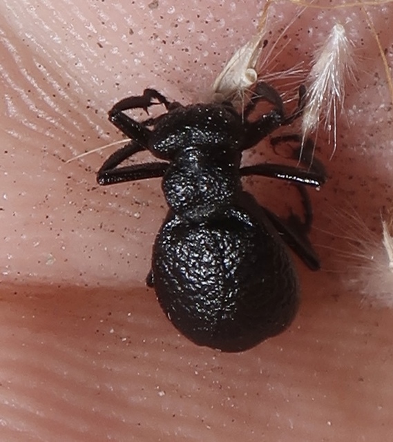 Meloe rugosus - ráncos nünüke