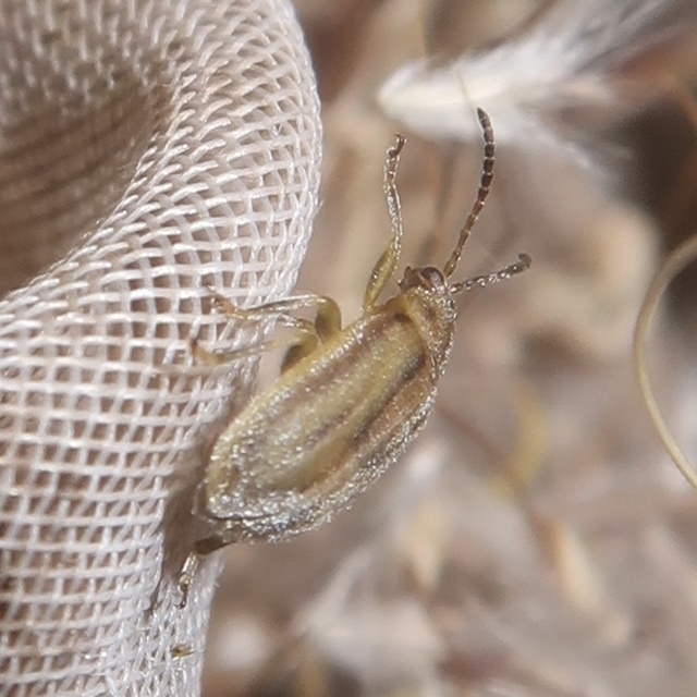 Ophraella communa - parlagfű-olajosbogár