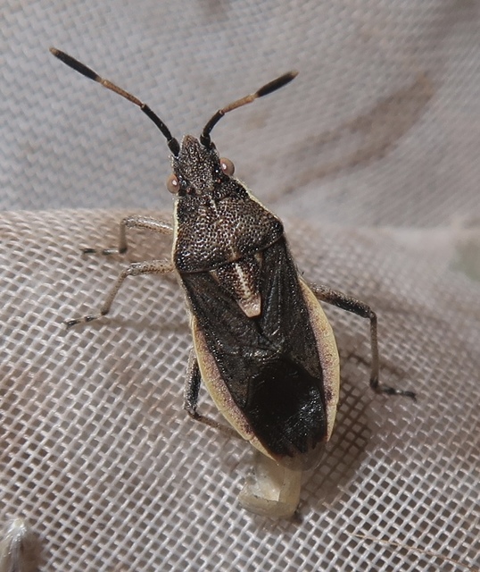 Maccevethus