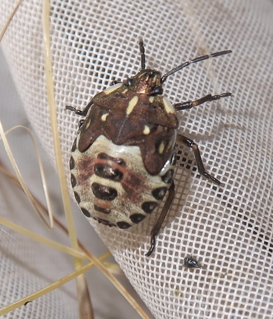 Carpocoris Carpocoris